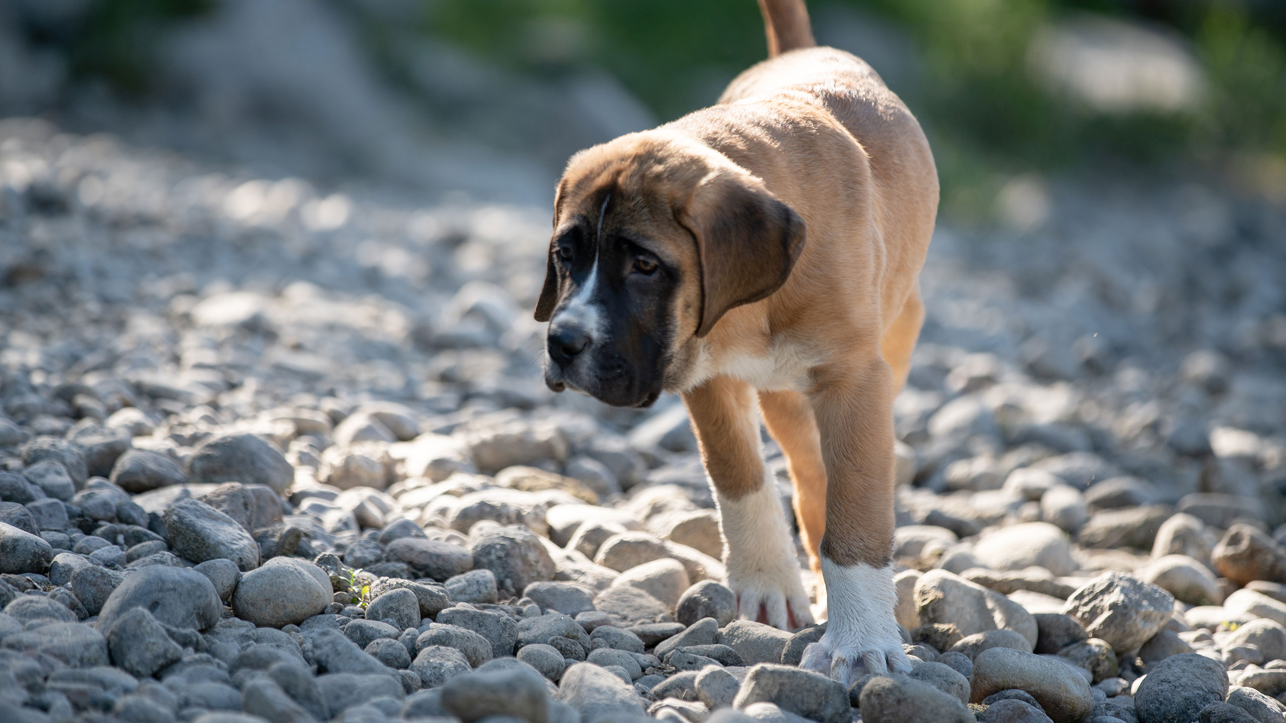 Animal Control - City of Castlegar